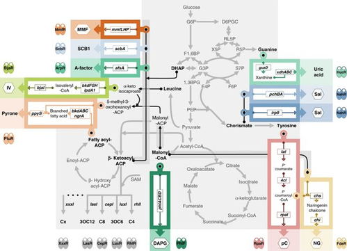 中國(guó)團(tuán)隊(duì)成功開發(fā)高性能細(xì)胞通訊系統(tǒng)，攻克多細(xì)胞系統(tǒng)工程難題